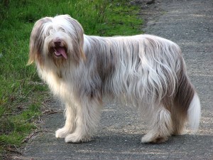 Bearded Collie Foto © marbla123 flickr.com